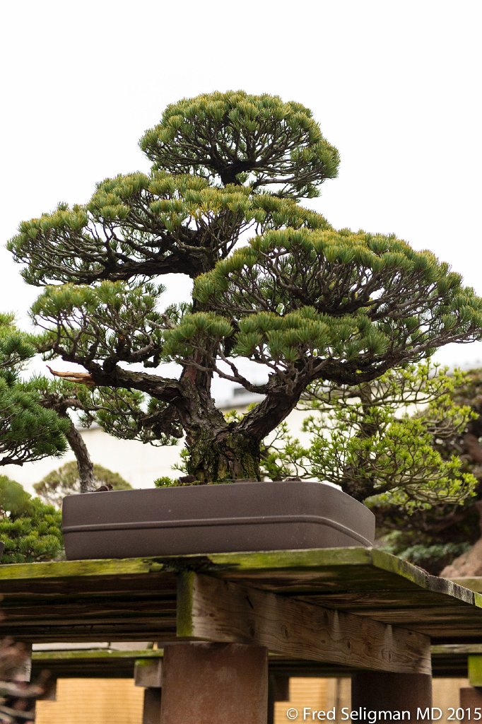 20150310_162034 D4S.jpg - Bonsai Museum and Gardens Tokyo, a famous garden more than 400 years old. Rare bonsai are more than 500 years old.
